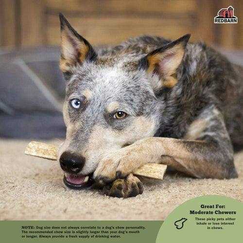 Moose Antler Dog Chew K946469