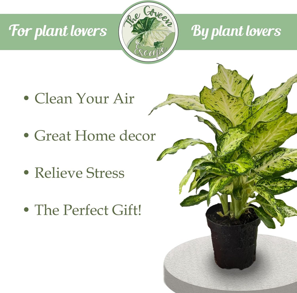 Purple Passion Fruit Starter Plant T383