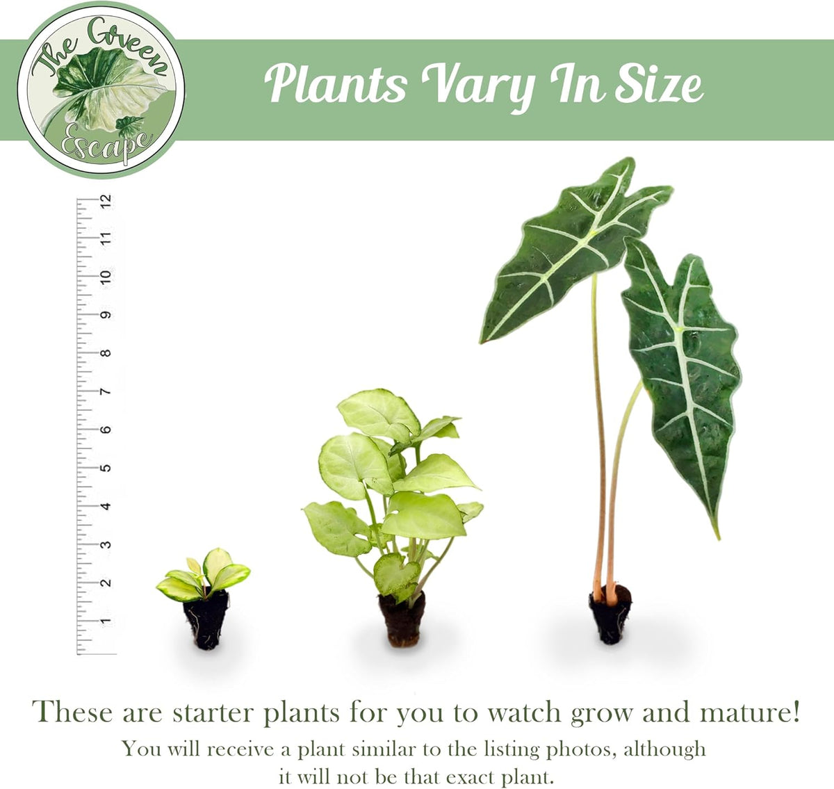 Purple Passion Fruit Starter Plant T383