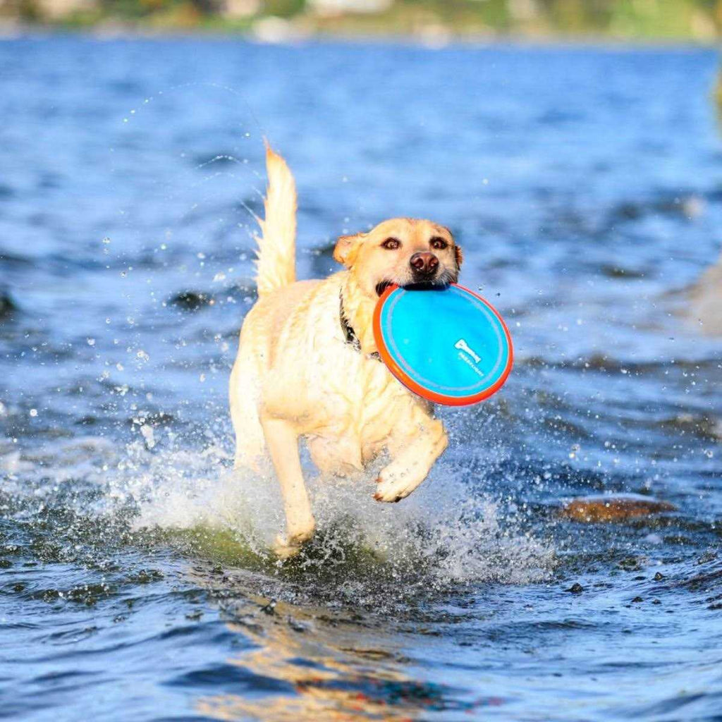 Dog Toy P189