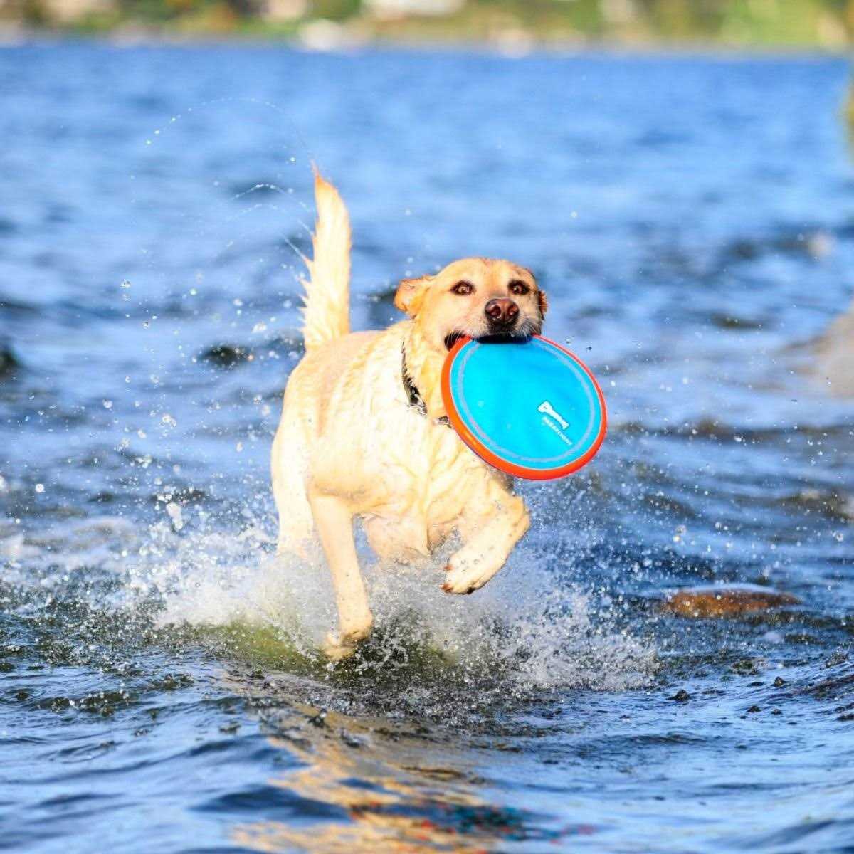 Dog Toy P189