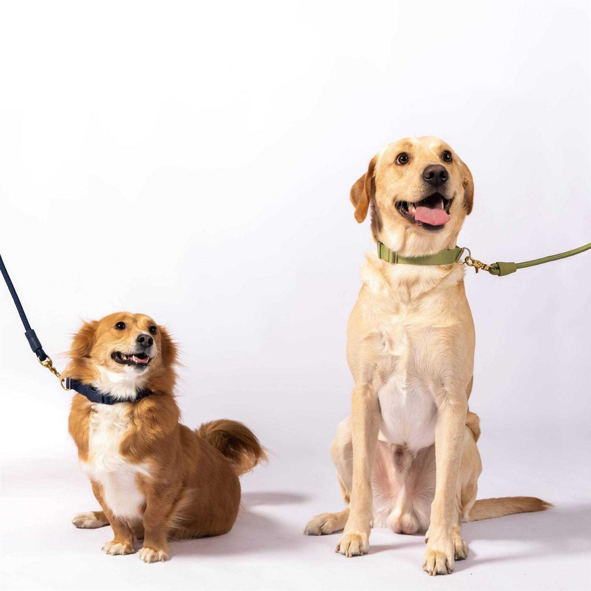 Standard Dog Collar I563