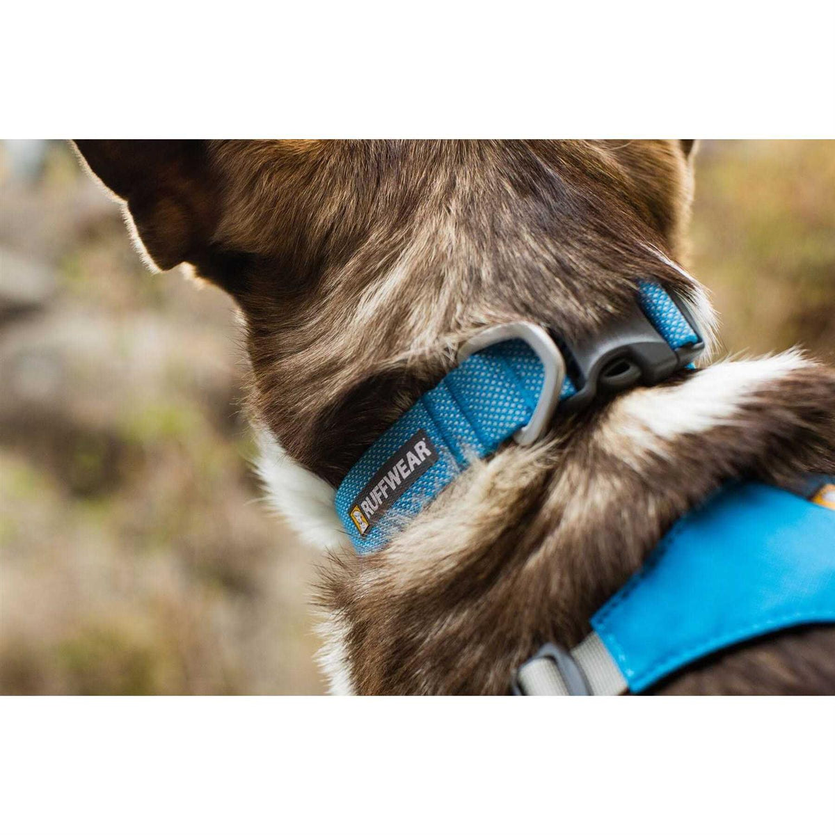 Hi Light Dog Collar C20588