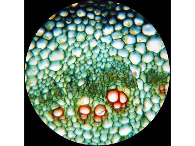 40X-2000X LED Monocular Compound Microscope with Mechanical Stage and Digital Camera D87945