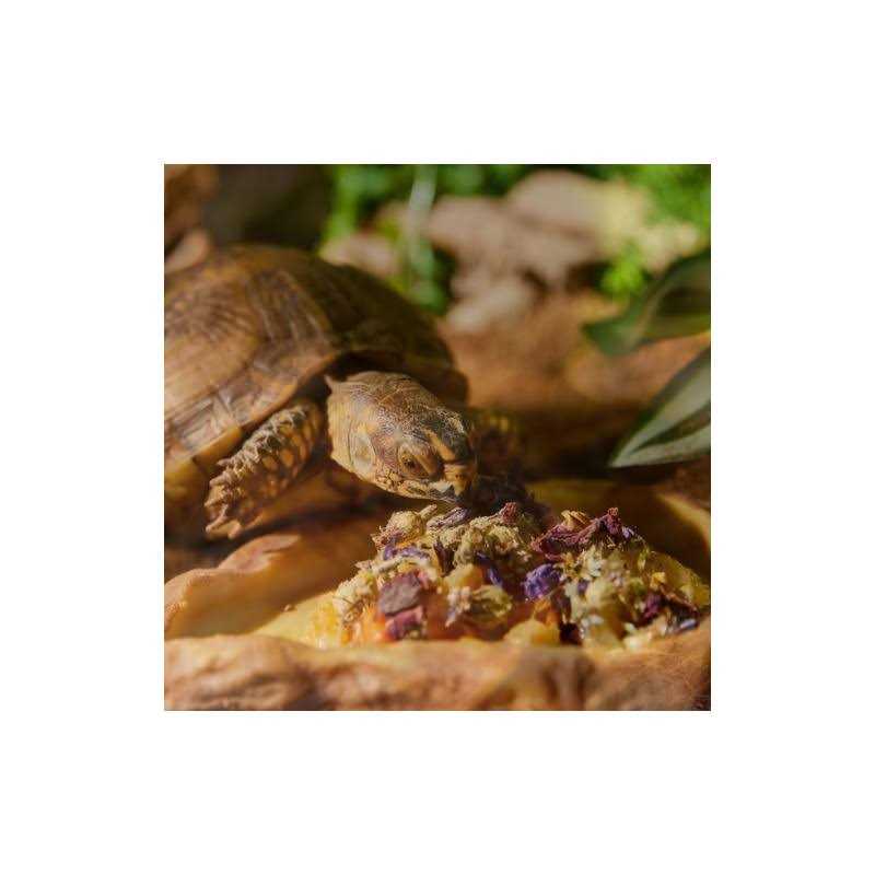 Tortoise & Box Turtle Food Topper N205