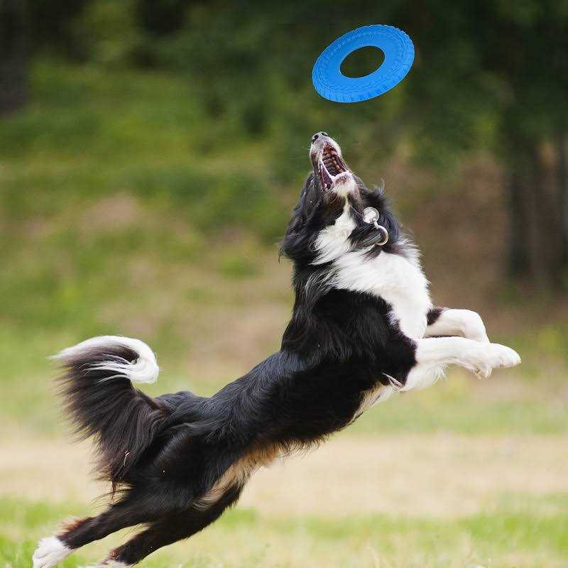 Dog Toy X153