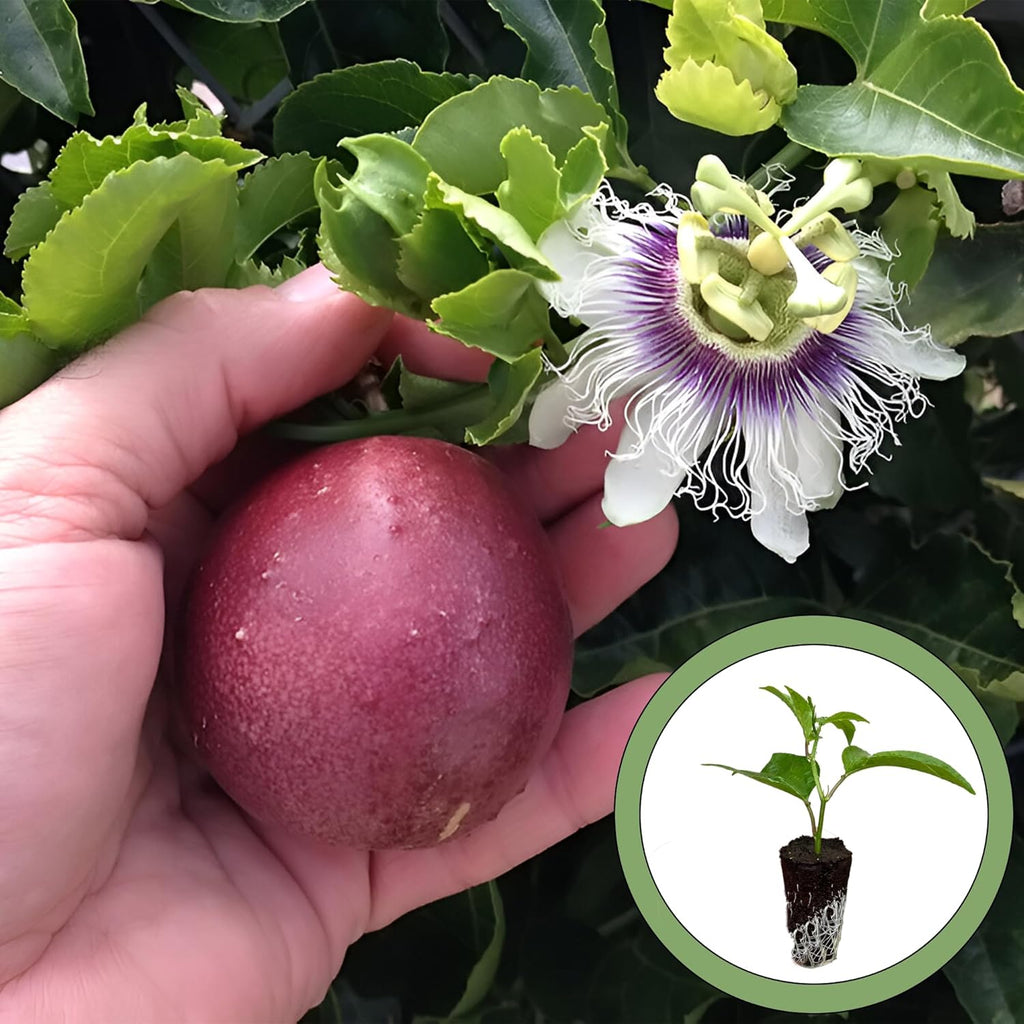 Purple Passion Fruit Starter Plant T383