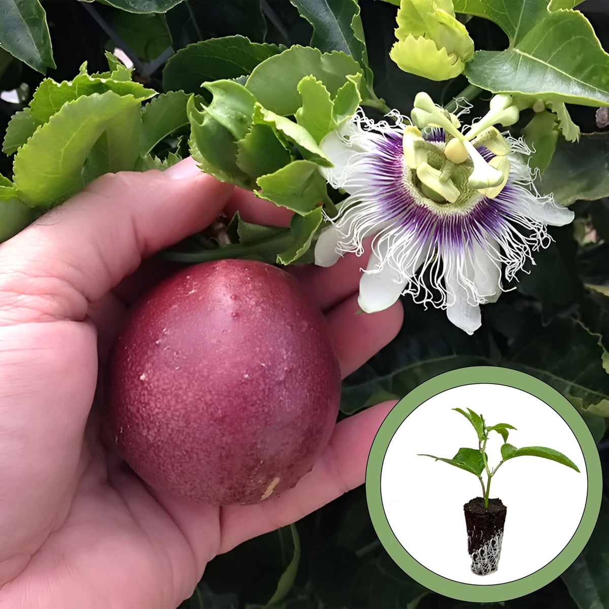 Purple Passion Fruit Starter Plant T383
