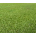 10 lbs. Lawn Grass Seed E99140