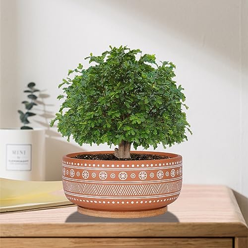 8 Inch Terracotta Succulent Planter Pot with Drainage Hole and Bamboo Tray D695