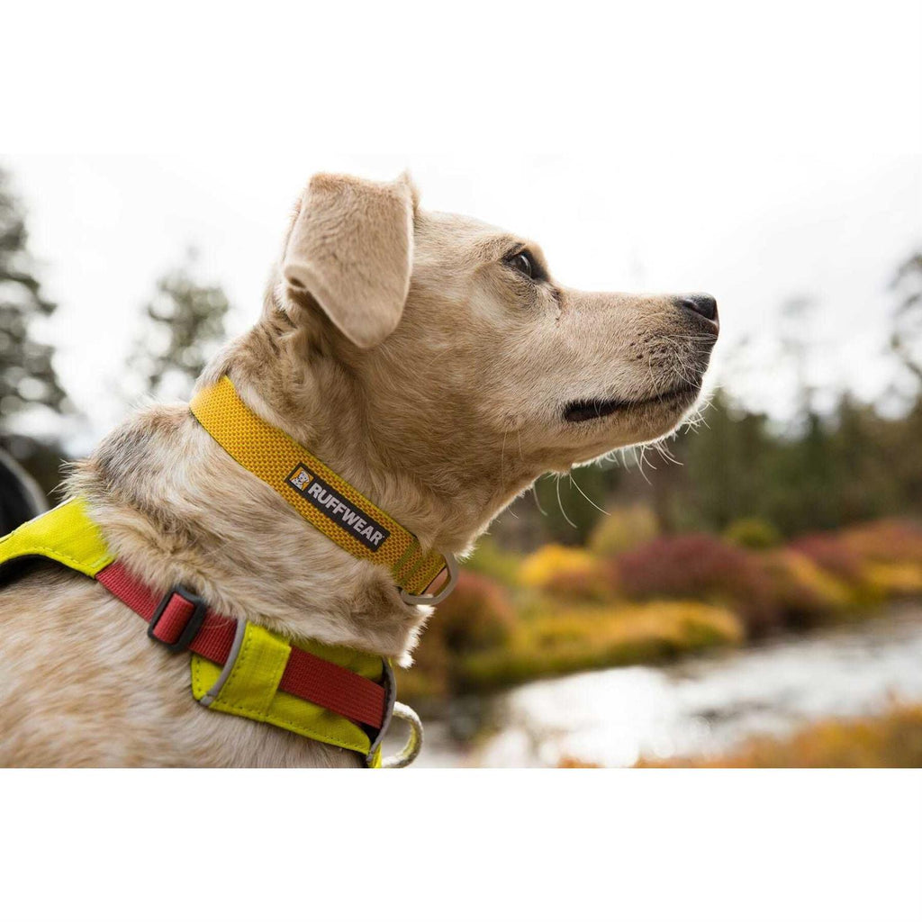 Hi Light Dog Collar C20588