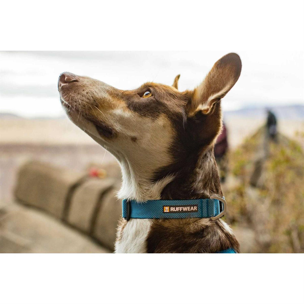 Hi Light Dog Collar C20588