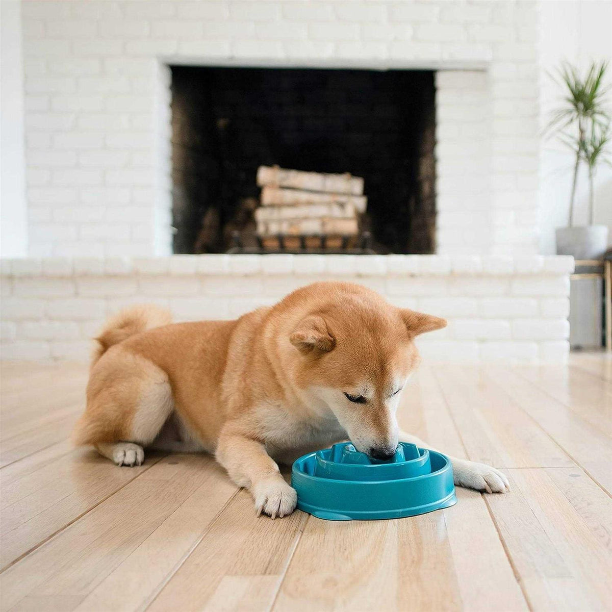 Slow Dog Bowl K40376