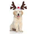 Dog Christmas Antler Headband with Santa Hat X130034