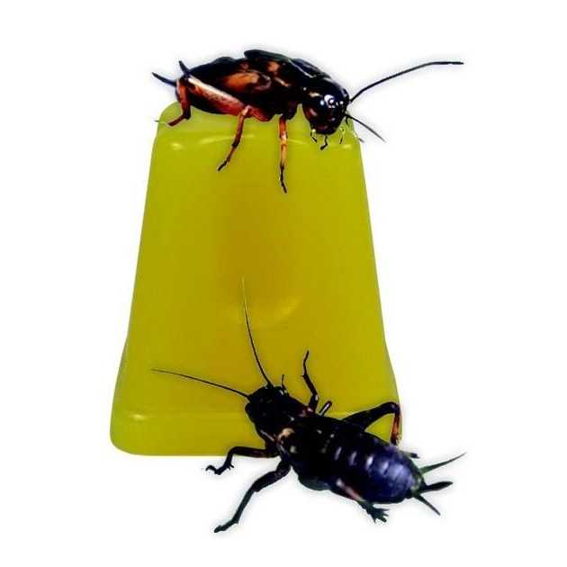 Fruit Jelly Pots Insect Food F553